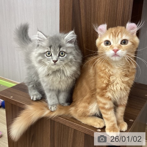 新潟県のアメリカンカール (ペットプラス 新潟南店/2025年9月29日生まれ/女の子/レッドタビー)の子猫の3枚目の画像