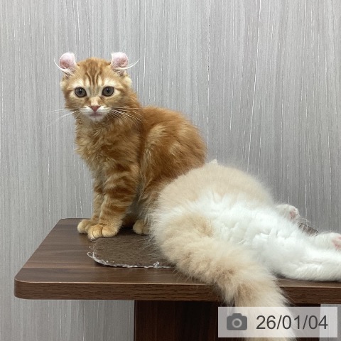 新潟県のアメリカンカール (ペットプラス 新潟南店/2025年9月29日生まれ/女の子/レッドタビー)の子猫の3枚目の画像