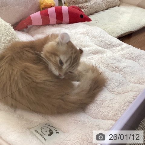 新潟県のアメリカンカール (ペットプラス 新潟青山店/2025年9月29日生まれ/女の子/レッドタビー)の子猫の3枚目の画像