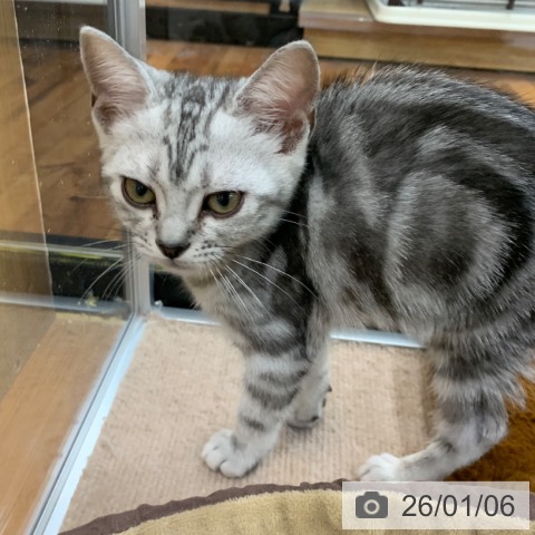 京都府のアメリカンショートヘアー (ペットプラス 久御山店/2025年10月5日生まれ/男の子/シルバータビー)の子猫の4枚目の画像