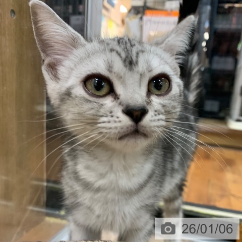 京都府のアメリカンショートヘアー (ペットプラス 久御山店/2025年10月5日生まれ/男の子/シルバータビー)の子猫の3枚目の画像