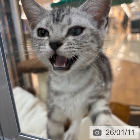 京都府のアメリカンショートヘアー (ペットプラス 久御山店/2025年10月5日生まれ/男の子/シルバータビー)の子猫の3枚目の画像