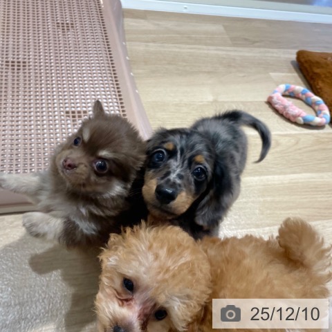 ミニチュア・ダックスフンドの写真