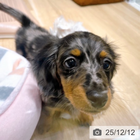 ミニチュア・ダックスフンドの写真