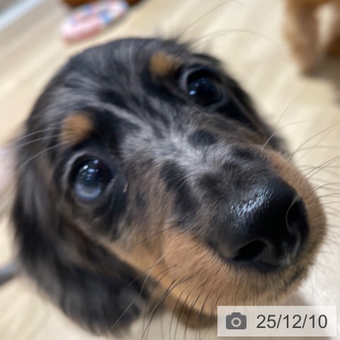 ミニチュア・ダックスフンドの写真