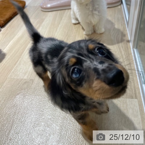 ミニチュア・ダックスフンドの写真