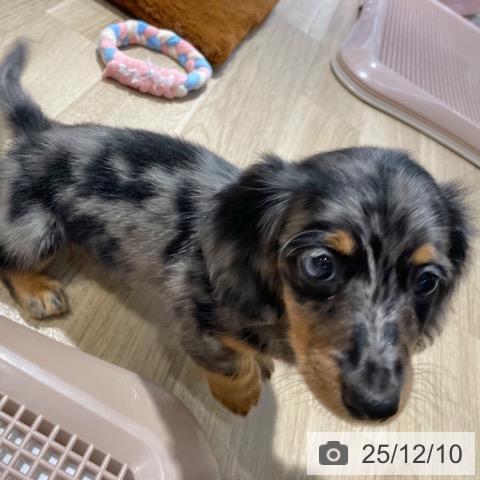 ミニチュア・ダックスフンドの写真