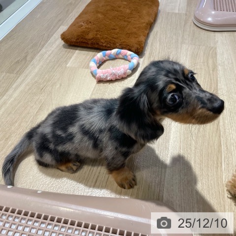 ミニチュア・ダックスフンドの写真