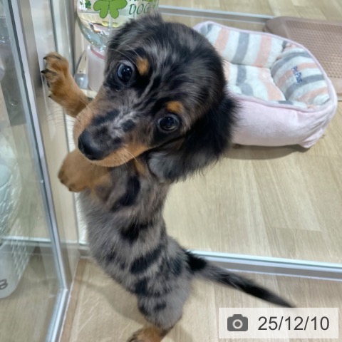 ミニチュア・ダックスフンドの写真