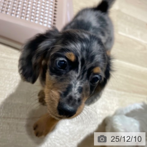 ミニチュア・ダックスフンドの写真