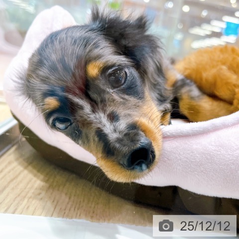 ミニチュア・ダックスフンドの写真