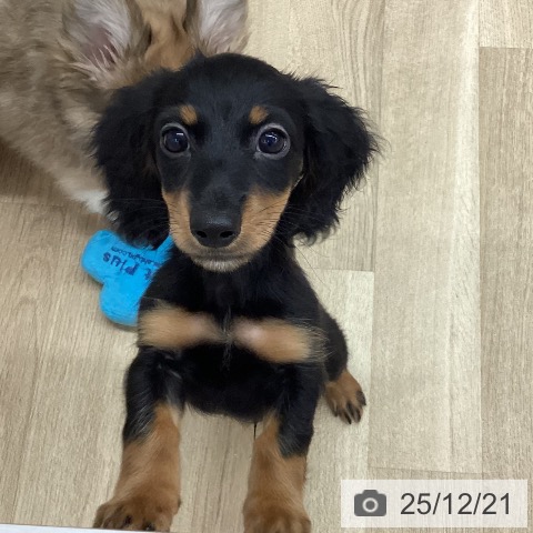 新潟県のミニチュアダックスフンド(ロング) (ペットプラス 新潟南店/2025年10月9日生まれ/男の子/ブラックタン)の子犬の3枚目の画像