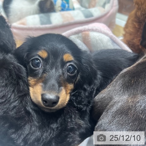 ミニチュア・ダックスフンドの写真