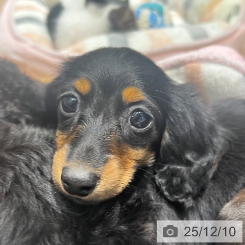 ミニチュア・ダックスフンドの写真