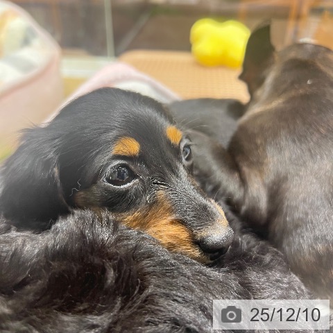 ミニチュア・ダックスフンドの写真