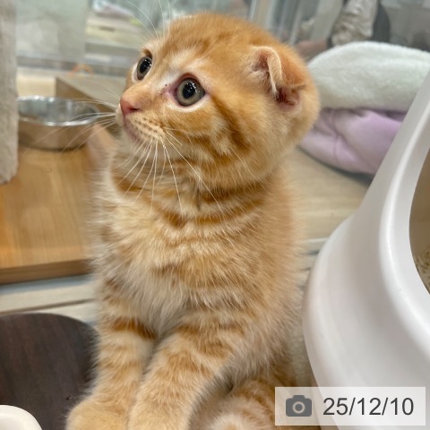 大阪府のスコティッシュフォールド (ペットプラス イオン大日店/2025年10月2日生まれ/男の子/レッドタビー)の子猫の4枚目の画像