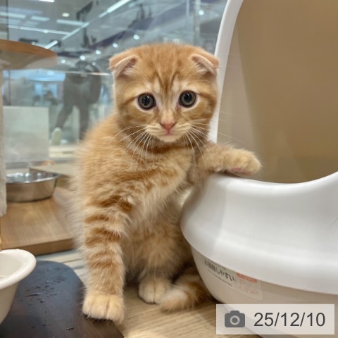 大阪府のスコティッシュフォールド (ペットプラス イオン大日店/2025年10月2日生まれ/男の子/レッドタビー)の子猫の3枚目の画像
