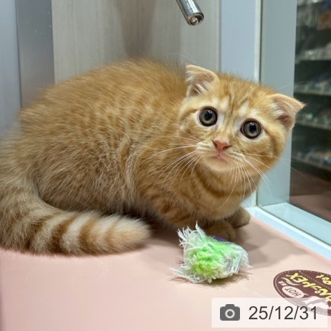 大阪府のスコティッシュフォールド (ペットプラス 四條畷店/2025年10月2日生まれ/男の子/レッドタビー)の子猫の4枚目の画像