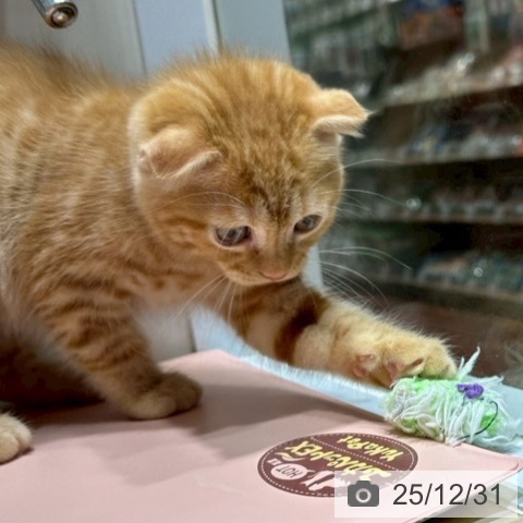 大阪府のスコティッシュフォールド (ペットプラス 四條畷店/2025年10月2日生まれ/男の子/レッドタビー)の子猫の3枚目の画像