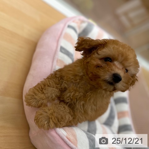 京都府のトイプードル(トイ) (ペットプラス 醍醐店/2025年10月2日生まれ/女の子/アプリコット)の子犬の4枚目の画像