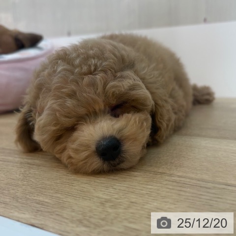 兵庫県のトイプードル(トイ) (ペットプラス 姫路大津店/2025年10月2日生まれ/女の子/クリーム)の子犬の4枚目の画像