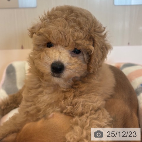 兵庫県のトイプードル(トイ) (ペットプラス 姫路大津店/2025年10月2日生まれ/女の子/クリーム)の子犬の3枚目の画像