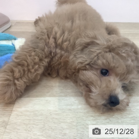 トイ・プードルの写真