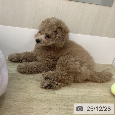 トイ・プードルの写真