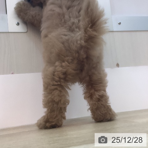 トイ・プードルの写真