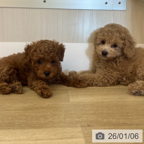 兵庫県のトイプードル(トイ) (ペットプラス 姫路大津店/2025年10月2日生まれ/女の子/クリーム)の子犬の3枚目の画像