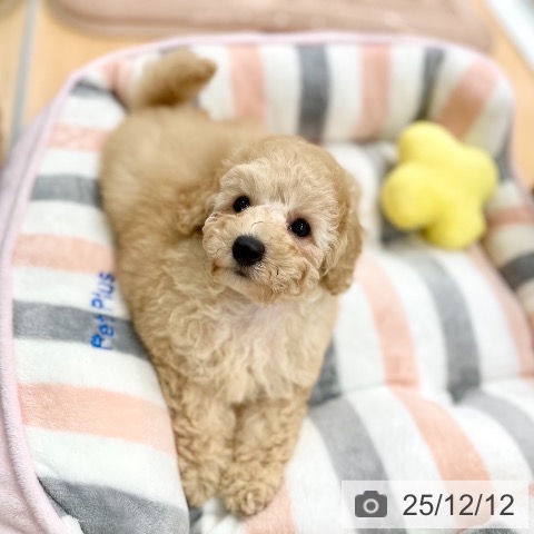 トイ・プードルの写真