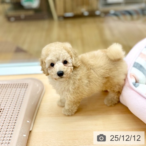 トイ・プードルの写真