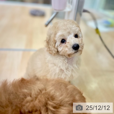 トイ・プードルの写真