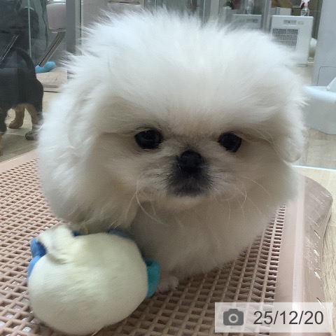 大阪府のペキニーズ (ペットプラス 鶴見店/2025年10月9日生まれ/男の子/クリーム)の子犬の4枚目の画像