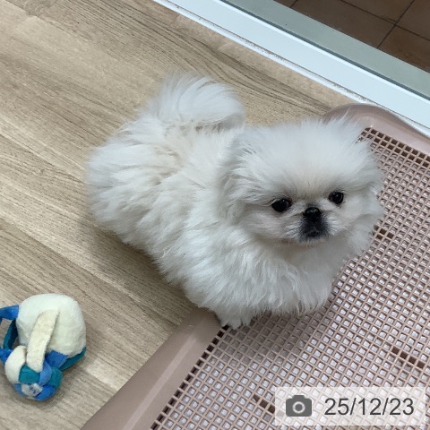 大阪府のペキニーズ (ペットプラス 鶴見店/2025年10月9日生まれ/男の子/クリーム)の子犬の3枚目の画像