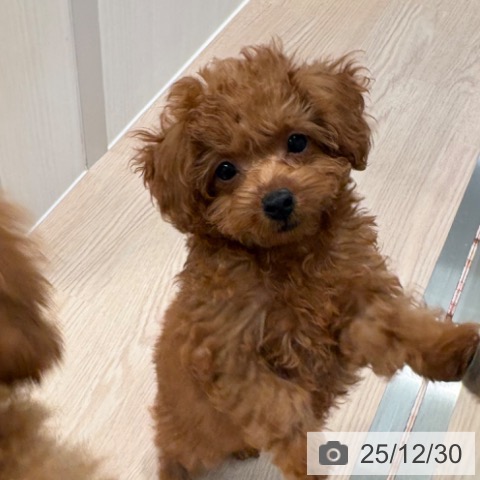 和歌山県のトイプードル(トイ) (ペットプラス 和歌山店/2025年10月13日生まれ/女の子/レッド)の子犬の4枚目の画像