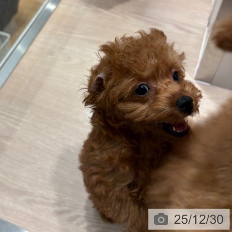 和歌山県のトイプードル(トイ) (ペットプラス 和歌山店/2025年10月13日生まれ/女の子/レッド)の子犬の3枚目の画像