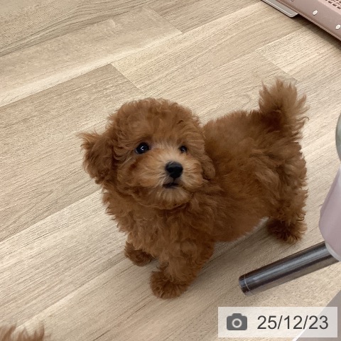 大阪府のトイプードル(トイ) (ペットプラス りんくう泉南店/2025年10月13日生まれ/女の子/レッド)の子犬の3枚目の画像