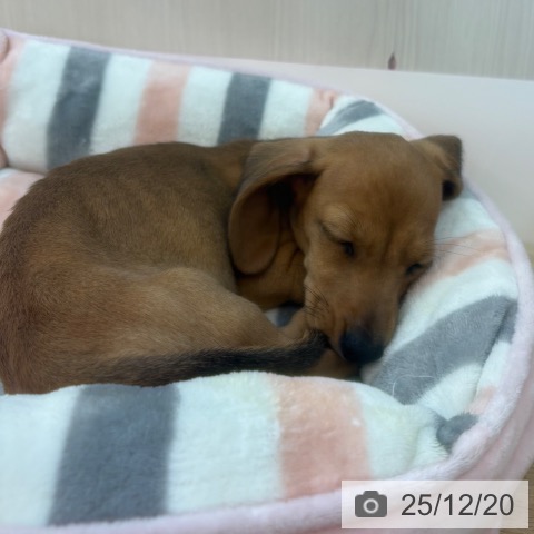 兵庫県のミニチュアダックスフンド(ロング) (ペットプラス 姫路大津店/2025年10月11日生まれ/男の子/シェーデットレッド)の子犬の3枚目の画像