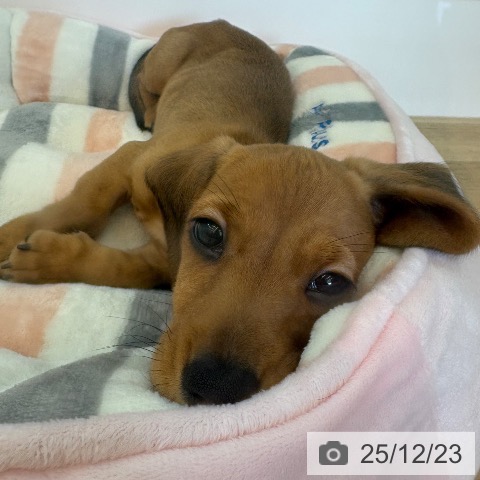 兵庫県のミニチュアダックスフンド(ロング) (ペットプラス 姫路大津店/2025年10月11日生まれ/男の子/シェーデットレッド)の子犬の3枚目の画像