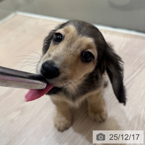 大阪府のミニチュアダックスフンド(ロング) (ペットプラス 大阪ドームシティ店/2025年10月11日生まれ/女の子/シェーデットイエロー)の子犬の4枚目の画像