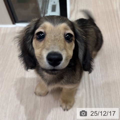 大阪府のミニチュアダックスフンド(ロング) (ペットプラス 大阪ドームシティ店/2025年10月11日生まれ/女の子/シェーデットイエロー)の子犬の3枚目の画像