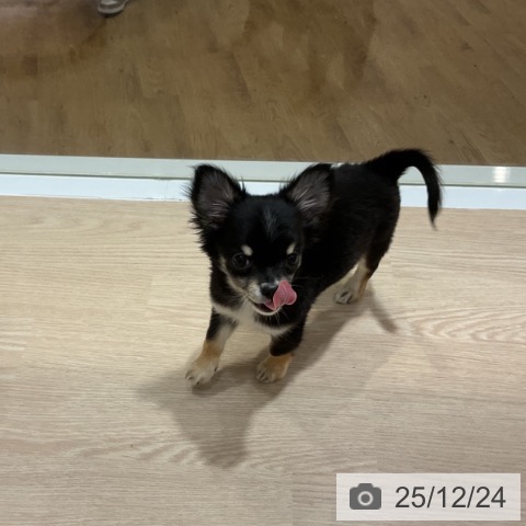 大阪府のチワワ(ロング) (ペットプラス 堺鉄砲町店/2025年10月10日生まれ/男の子/ブラックタン)の子犬の3枚目の画像