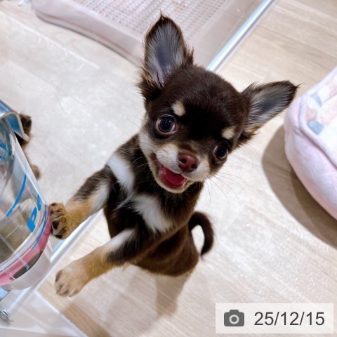 大阪府のチワワ(ロング) (ペットプラス イオン大日店/2025年10月10日生まれ/男の子/チョコレートタン)の子犬の3枚目の画像