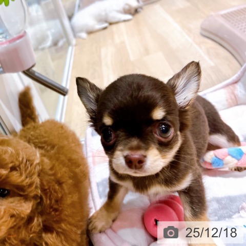 大阪府のチワワ(ロング) (ペットプラス イオン大日店/2025年10月10日生まれ/男の子/チョコレートタン)の子犬の3枚目の画像