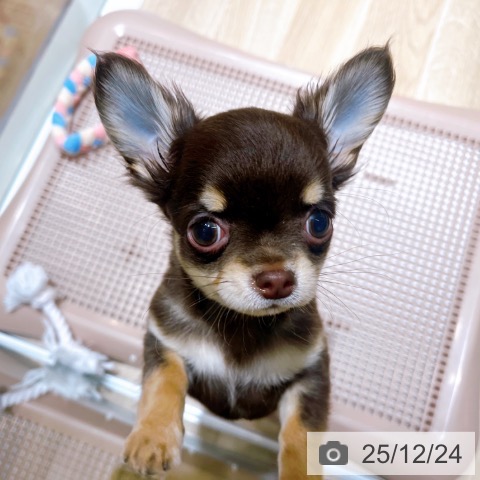 大阪府のチワワ(ロング) (ペットプラス イオン大日店/2025年10月10日生まれ/男の子/チョコレートタン)の子犬の4枚目の画像