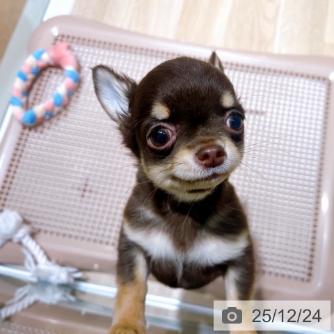 大阪府のチワワ(ロング) (ペットプラス イオン大日店/2025年10月10日生まれ/男の子/チョコレートタン)の子犬の3枚目の画像