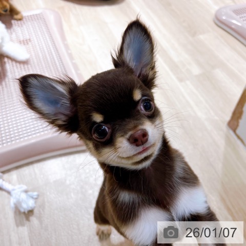 大阪府のチワワ(ロング) (ペットプラス イオン大日店/2025年10月10日生まれ/男の子/チョコレートタン)の子犬の4枚目の画像