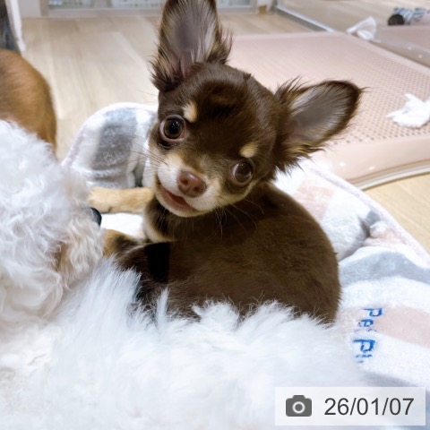 大阪府のチワワ(ロング) (ペットプラス イオン大日店/2025年10月10日生まれ/男の子/チョコレートタン)の子犬の3枚目の画像