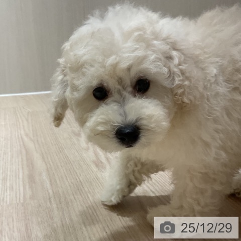 大阪府のトイプードル(トイ) (ペットプラス 堺鉄砲町店/2025年10月13日生まれ/男の子/クリーム)の子犬の4枚目の画像